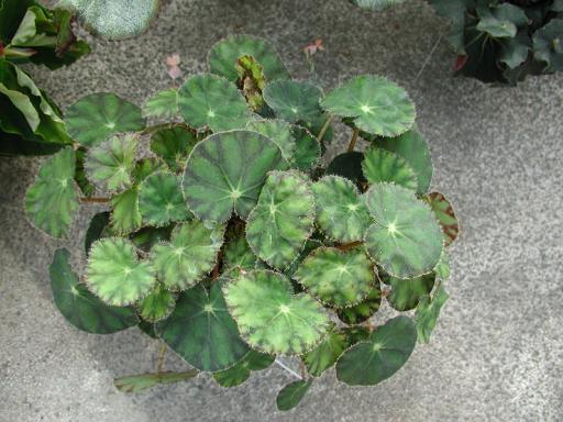B. ‘Lillian Steinhaus’